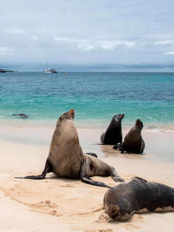 ECUADOR 4 World Travel Reps, South America Destinations, Galapagos