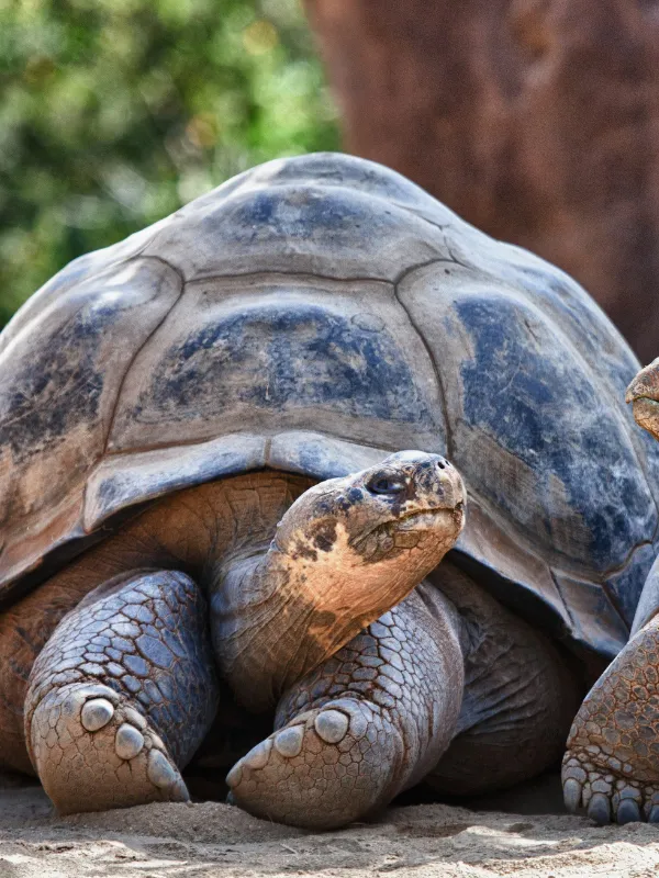 ECUADOR 2 World Travel Reps, South America Destinations, Galapagos